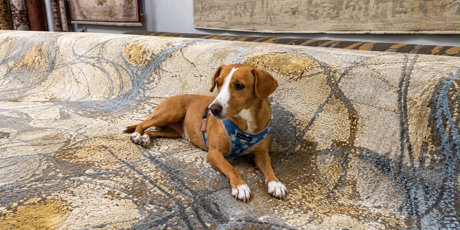Golden retriever resting on a clean oriental rug